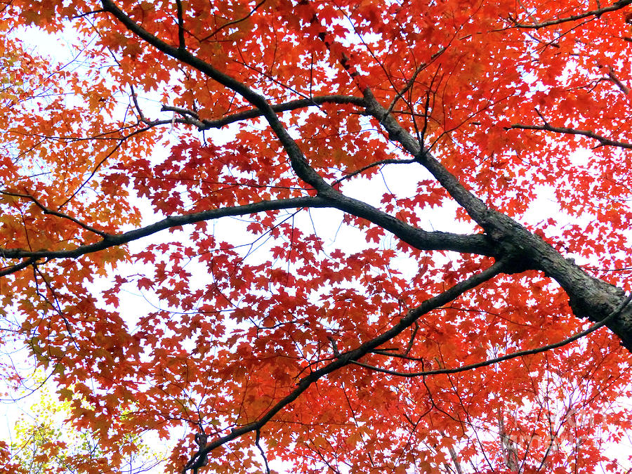 Maple tree in autumn Photograph by Phil Banks