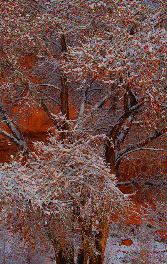 Maple Tree In Autumn Snow Photograph by Stephen Vecchiotti