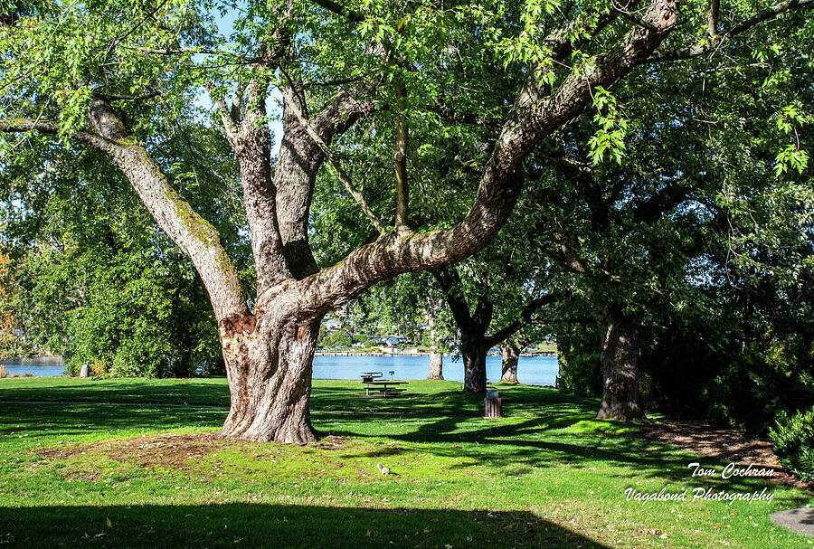 Maple Tree in Bloedel-Donovan Park Photograph by Tom Cochran