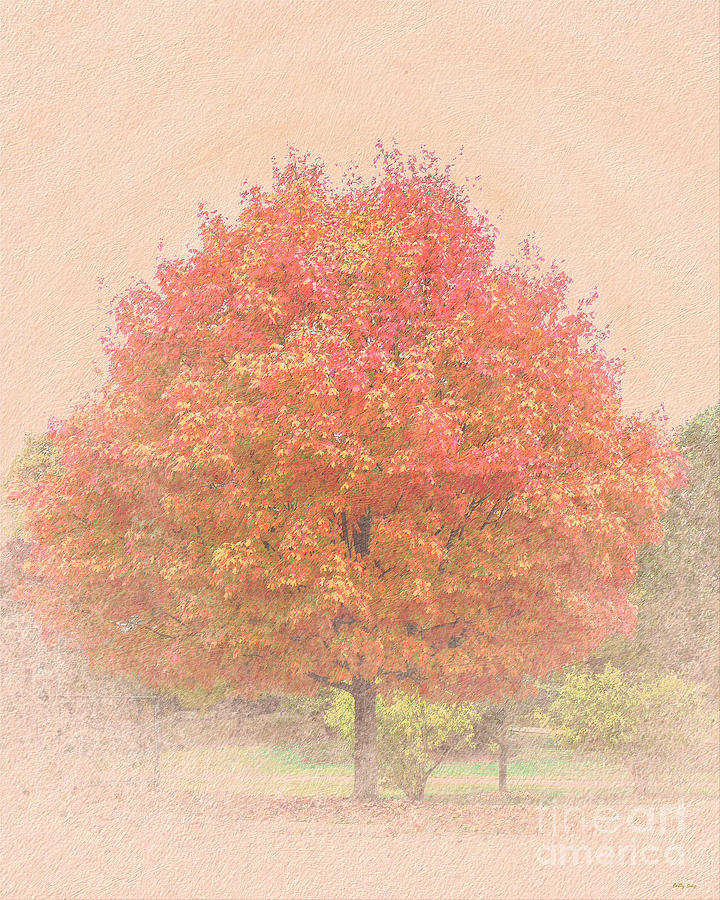 Maple Tree in the Park Photograph by Bentley Davis