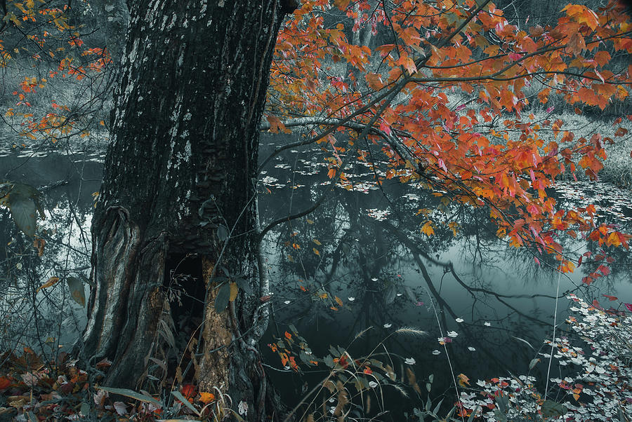 Maple Tree Photograph by Iris Greenwell
