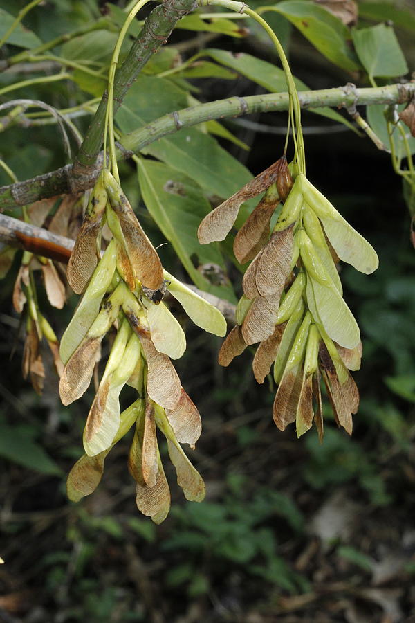 Maple Tree Seeds  Photograph by Valerie Collins