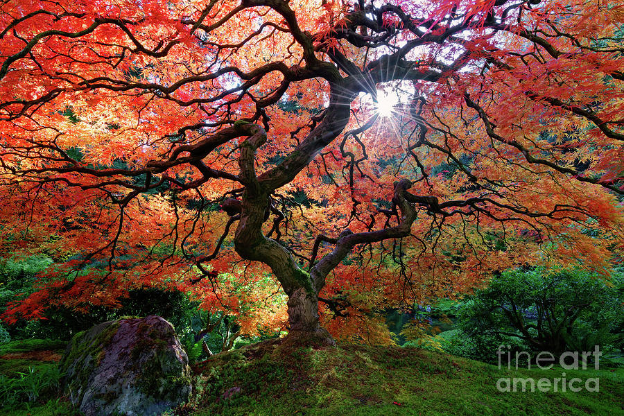 Maple Tree with Autumn Sunburst in Portland Japanese Garden Photograph by Tom Schwabel