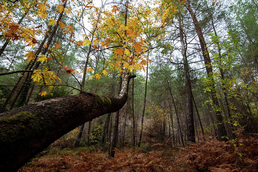 Maple tree with yellow leaves in autumn in a forest . Troodos Cyprus Photograph by Michalakis Ppalis