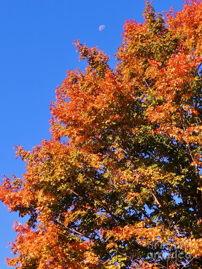 Maple Trees and Moonlight Photograph by Snapshot Studio - Pixels