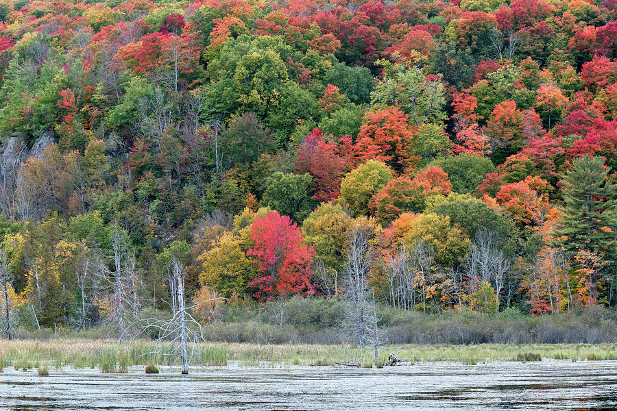 Maple Trees at Gatineau Park Photograph by Michael Russell