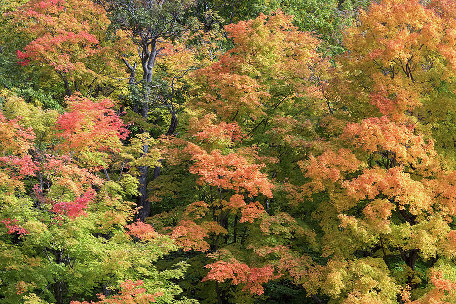 Maple Trees at Lac Bourgeois Photograph by Michael Russell