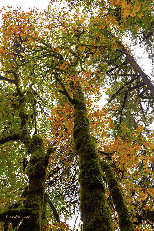 Maple Trees in Autumn Photograph by Aashish Vaidya