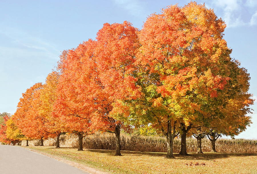 Maple Trees in Autumn Photograph by Susan Hope Finley