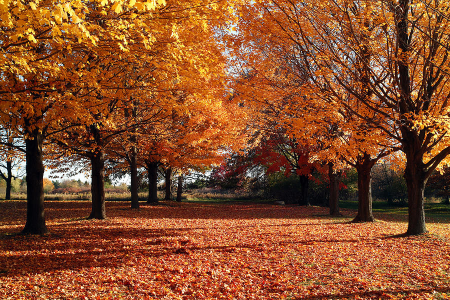 Maple Trees in Fall Photograph by Jeffrey Holbrook
