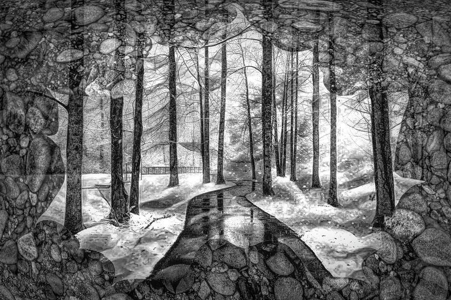 Maple Trees in the Forest in Black and White Photograph by Debra and Dave Vanderlaan
