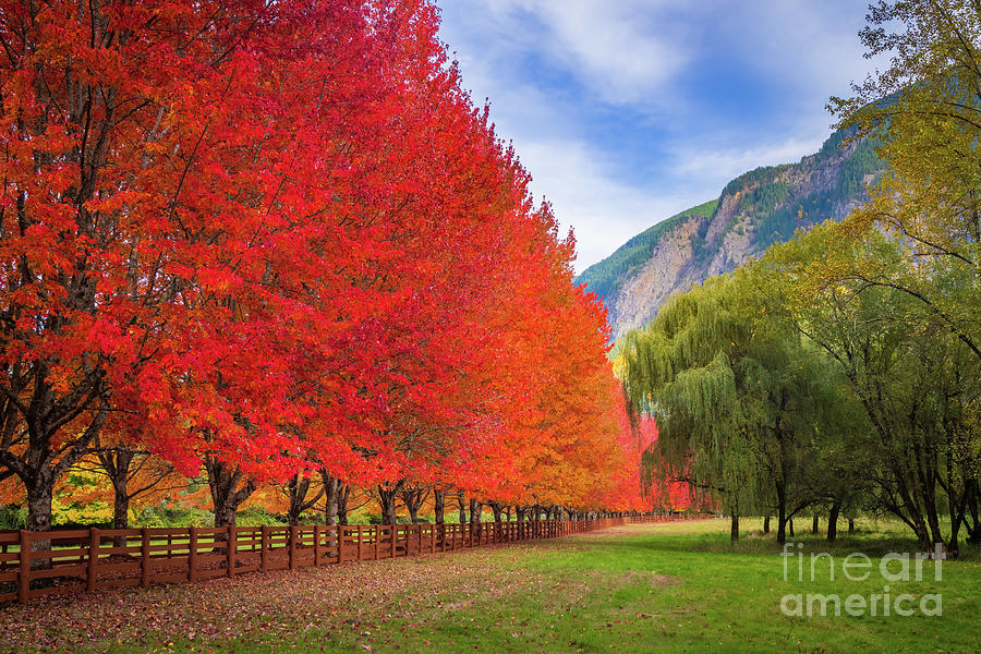Maples and Mount Si Photograph by Inge Johnsson