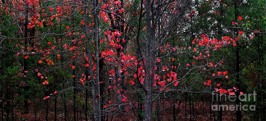 Maples of Red Photograph by Randy Pollard