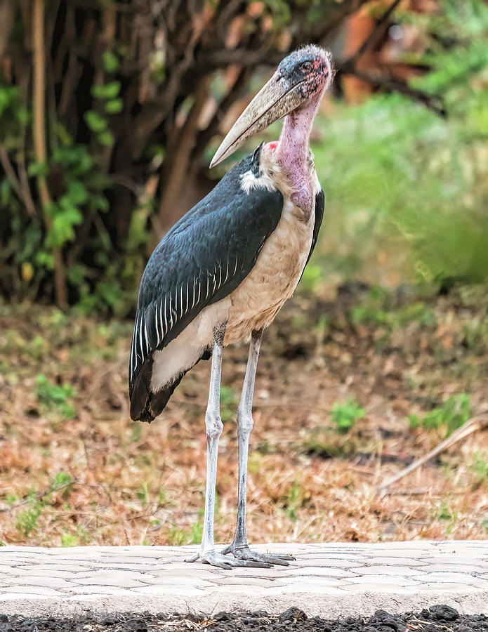 Marabou Stork 2 in Tanzania Photograph by Betty Eich