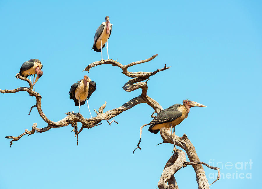 Marabou Stork Birds Photograph
