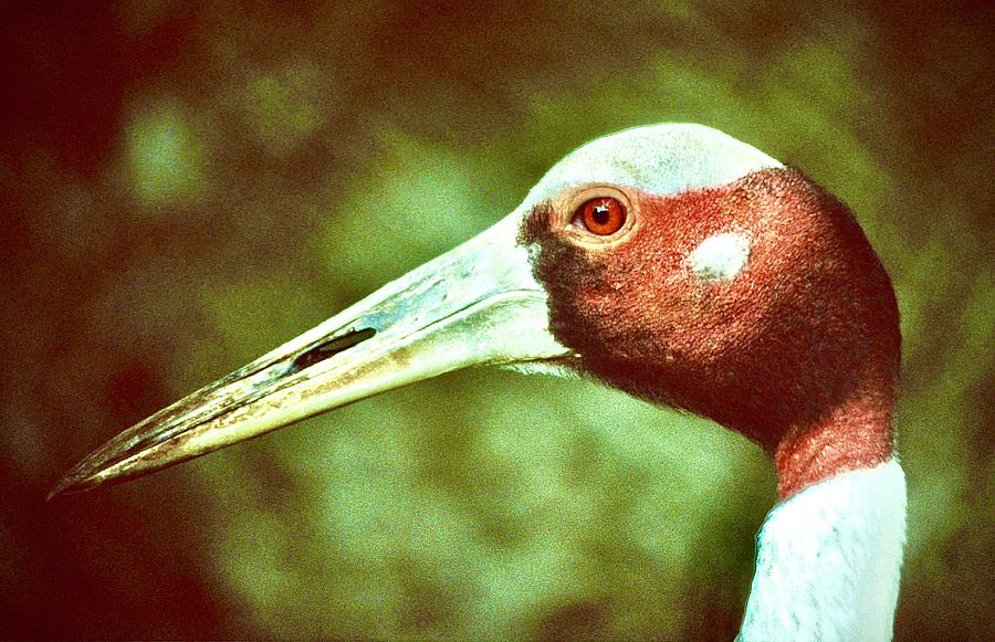 Marabou Stork Head Photograph by Gordon James