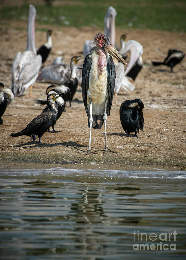 Bird Photograph - Marabou Stork by Jamie Pham