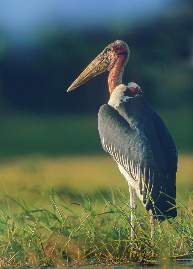 Stork Photograph - Marabou Stork, Kenya II by Tim Fitzharris