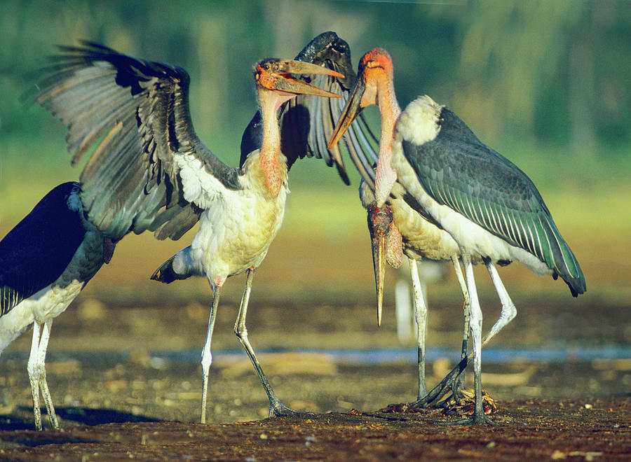 Stork Photograph - Marabou Storks by Tim Fitzharris