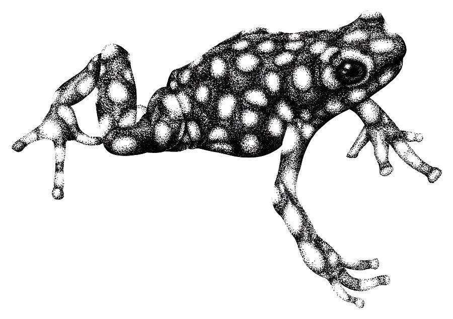 Maranon poison frog illustration Drawing by Loren Dowding