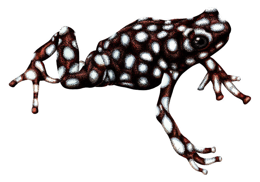 Maranon poison frog Drawing by Loren Dowding