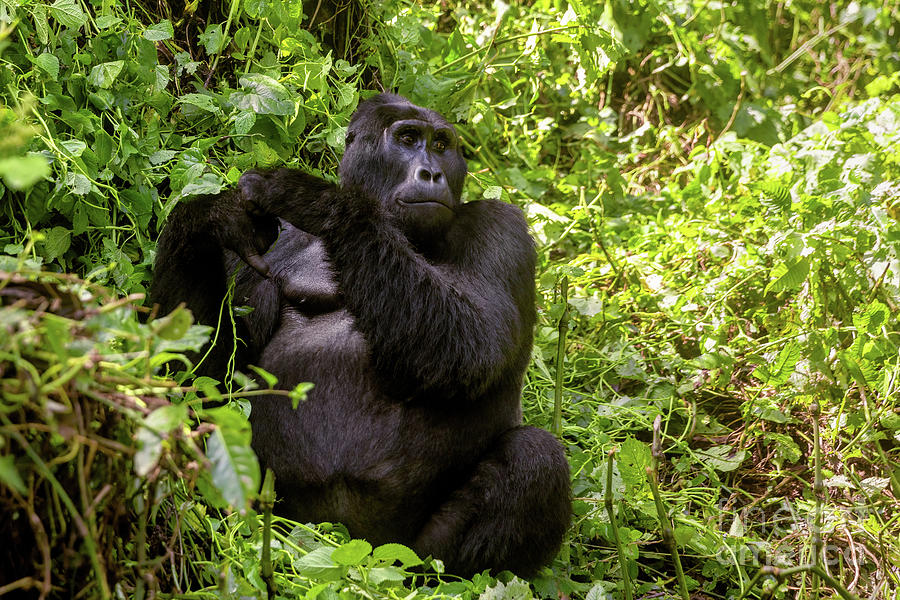 Nature Photograph - Maraya, an adult male blackback gorilla, gorilla beringei bering by Jane Rix