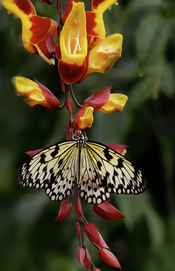 Marble While Butterfly on Lady Slipper vine Photograph by Shirley Mitchell