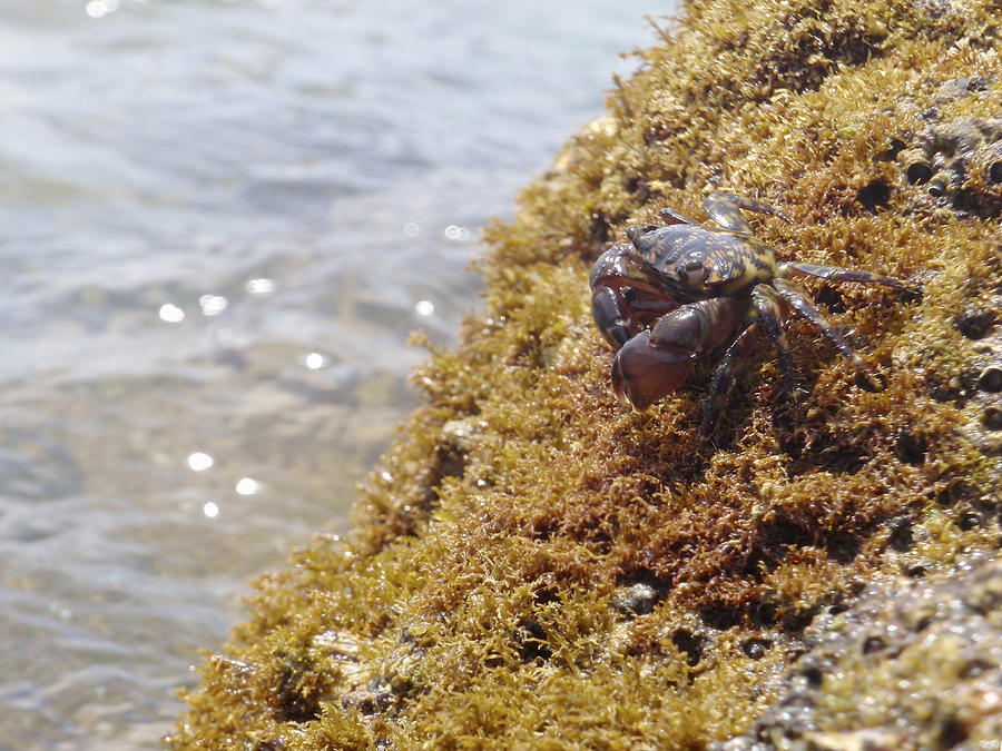 Marbled crab Photograph by Iñaki Respaldiza