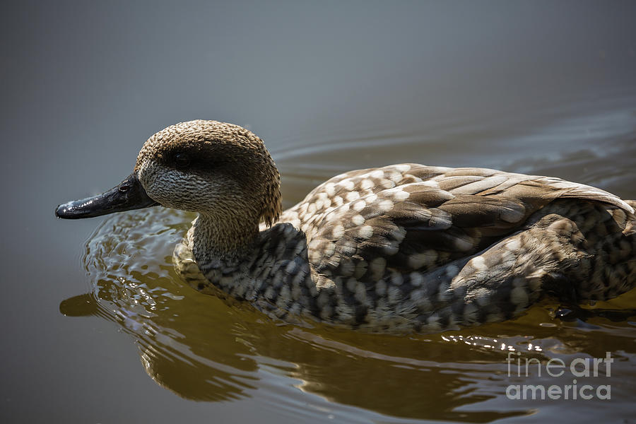 Marbled Duck Swimming Photograph by Eva Lechner