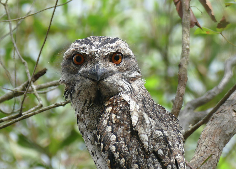 Animal Photograph - Marbled Frogmouth Stare by Maryse Jansen
