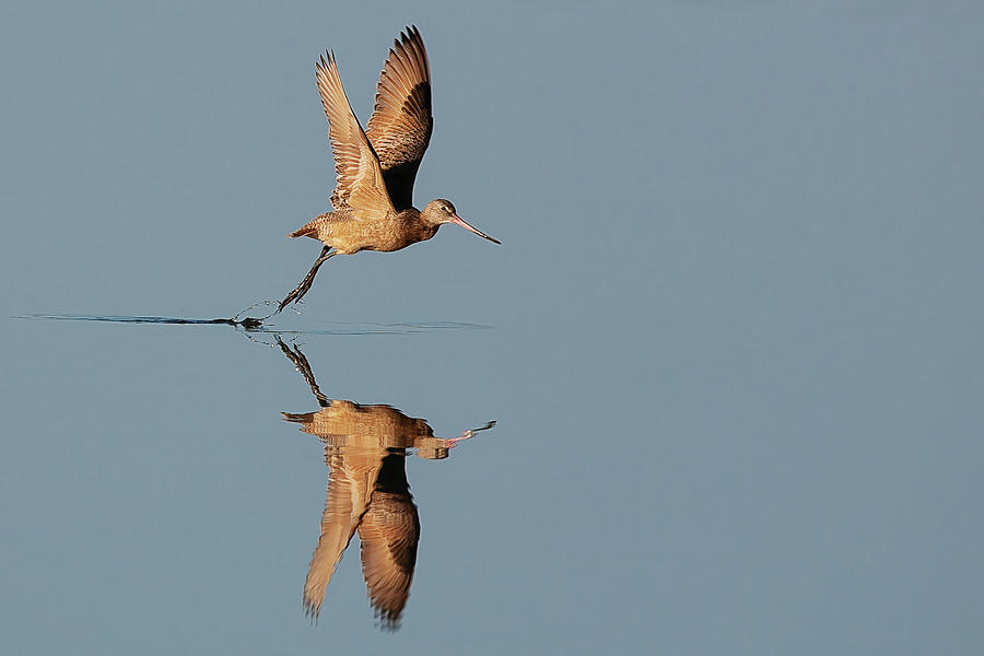 Marbled Godwit Flight Reflection Photograph