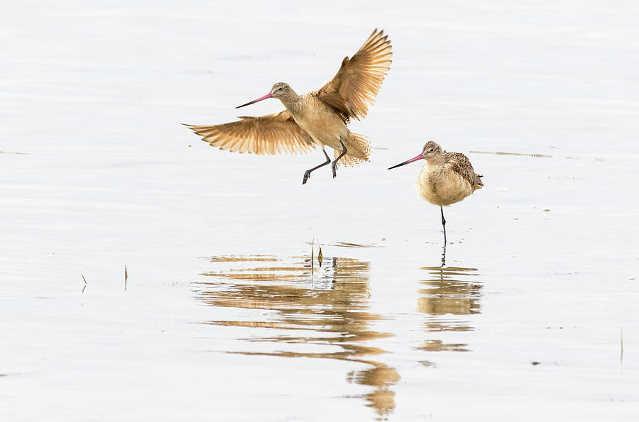 Marbled Godwit Photograph by Jim Miller