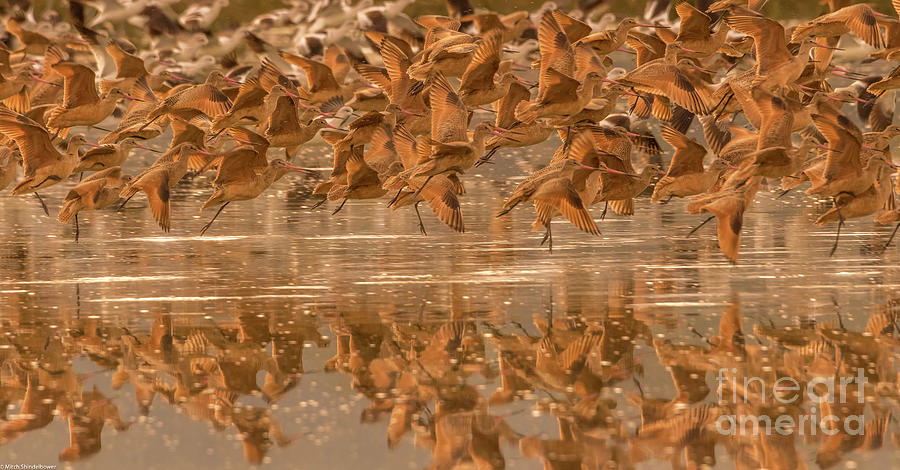 Marbled Godwits Abstract Photograph