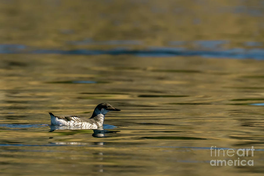 Nature Photograph - Marbled Murrelet at Lopez Island in Washington by Nancy Gleason