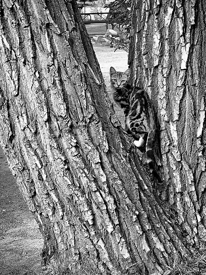 Marbled Tabby Kitten Climbs Tree in Abiquiu New Mexico Photograph by Mary Lee Dereske