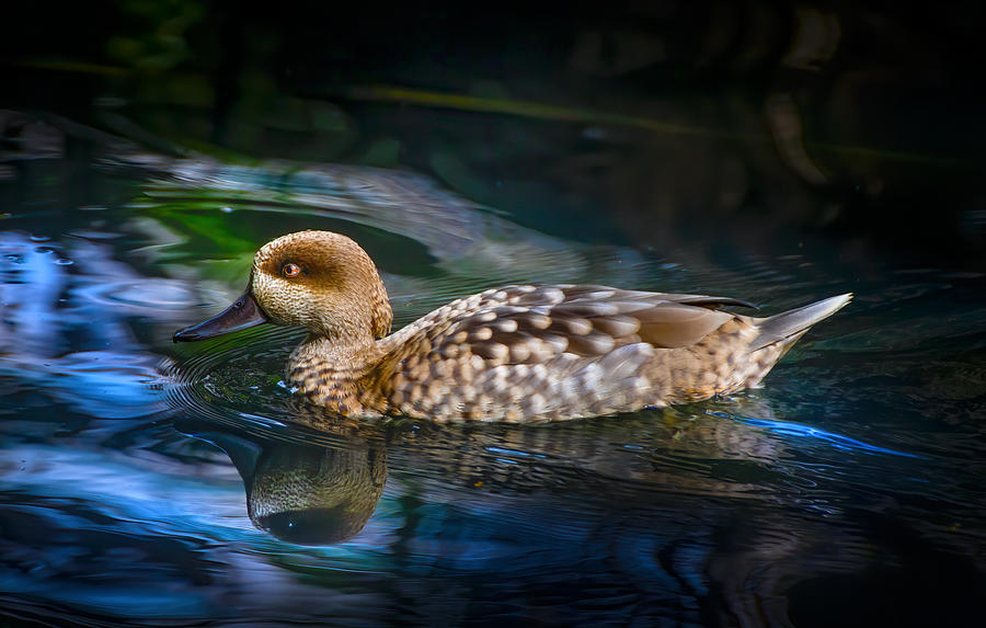 Marbled Teal Duck Photograph by Mark Andrew Thomas