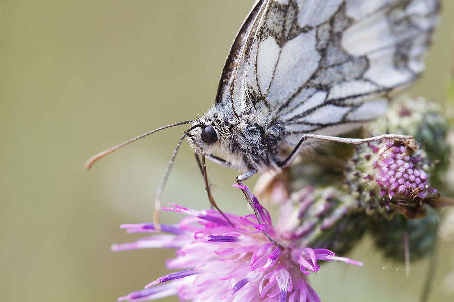 Marbled White Photograph by Chris Atkinson