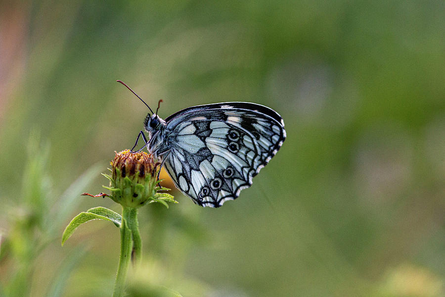 Marbled white by Pietro Ebner Marbled white by Pietro Ebner