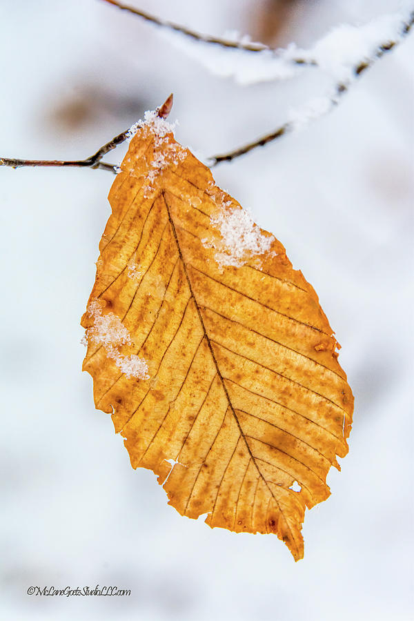 Marcescent Snow Covered Leaf  Photograph by LeeAnn McLaneGoetz McLaneGoetzStudioLLCcom