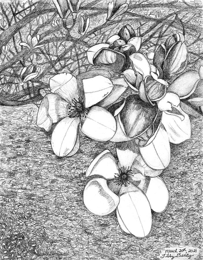 March 20th, 2021 Magnolia Tree Drawing by Libby Beaty Fine Art America