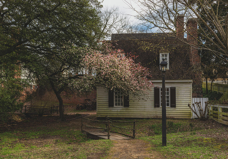 March Crabapple in Colonial Williamsburg Photograph by Rachel Morrison