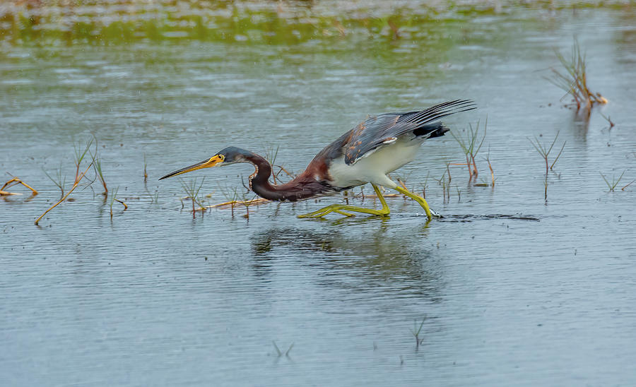 Marsh Creeper, Life of a Tri-colored Heron Photograph by Marcy Wielfaert