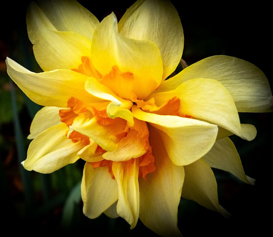 March Daffodil Photograph by Linda Stern