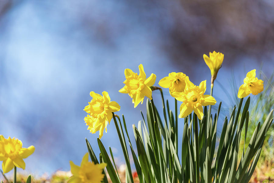 March Daffodils Photograph by Rachel Morrison