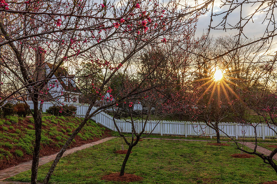 March Morning in a Colonial Orchard Photograph by Rachel Morrison