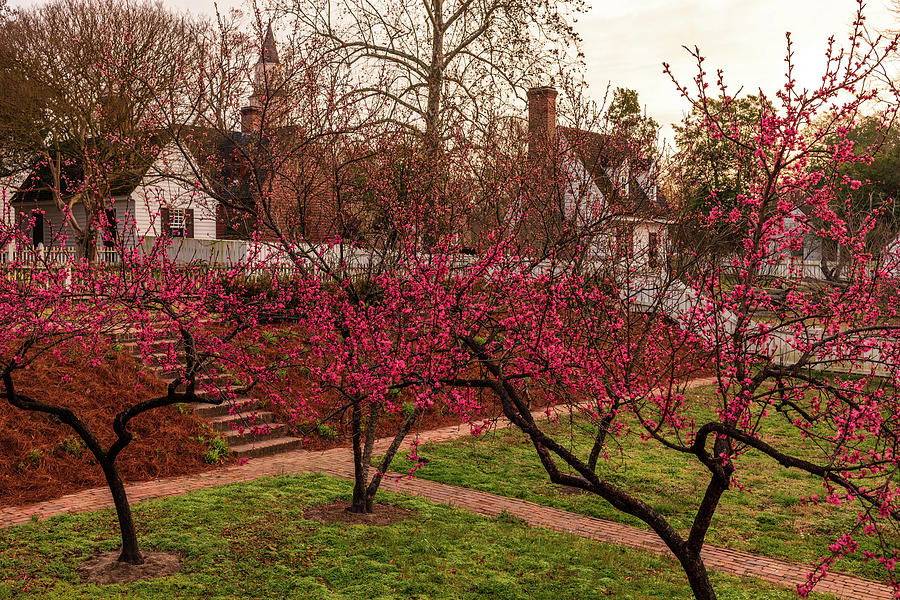 March Morning in Colonial Williamsburg Photograph by Rachel Morrison
