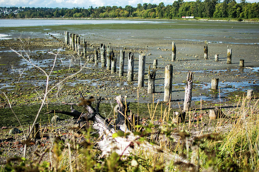 March of Pilings Photograph by Tom Cochran