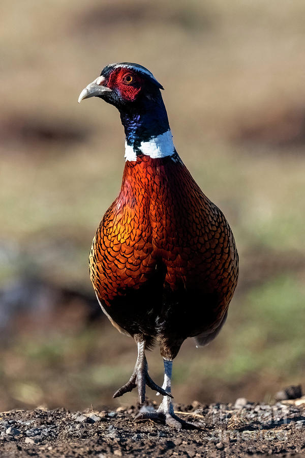 Rooster Photograph - March of the Ring-neck by Michael Dawson