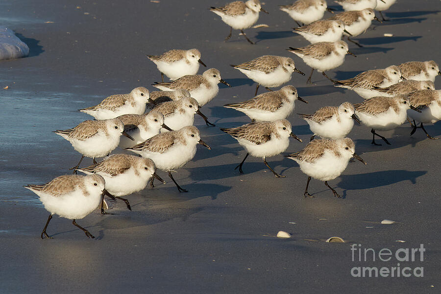 March of the Sanderlings Photograph by Chris Scroggins