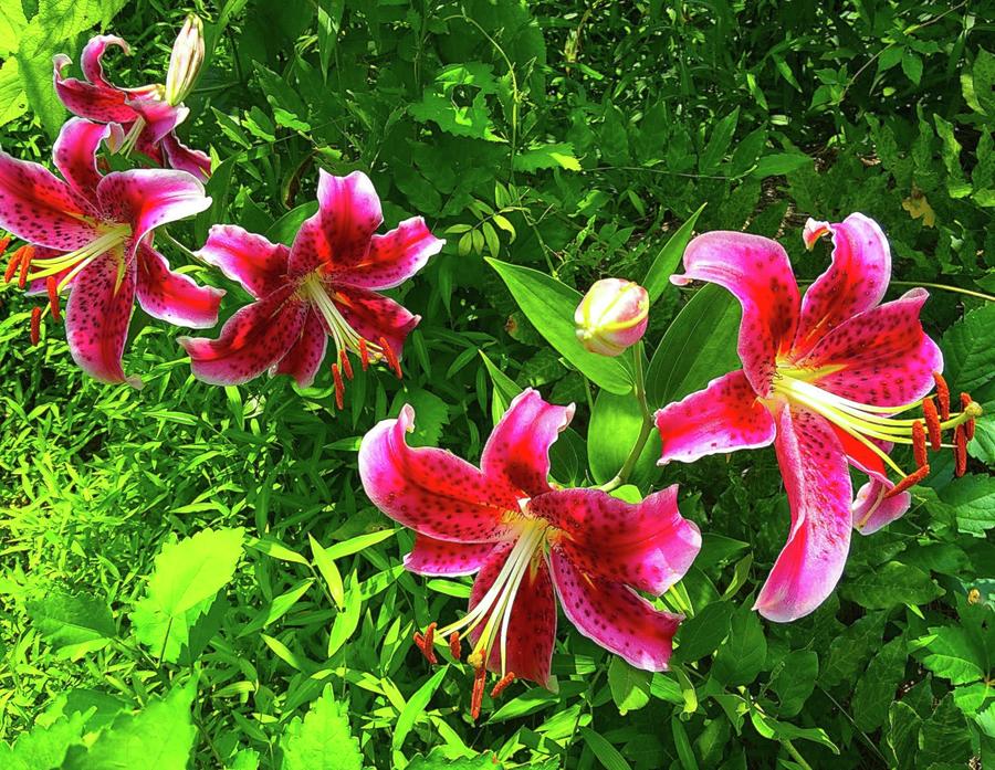 Flower Photograph - March of the Tiger Lilies by Femina Photo Art By Maggie